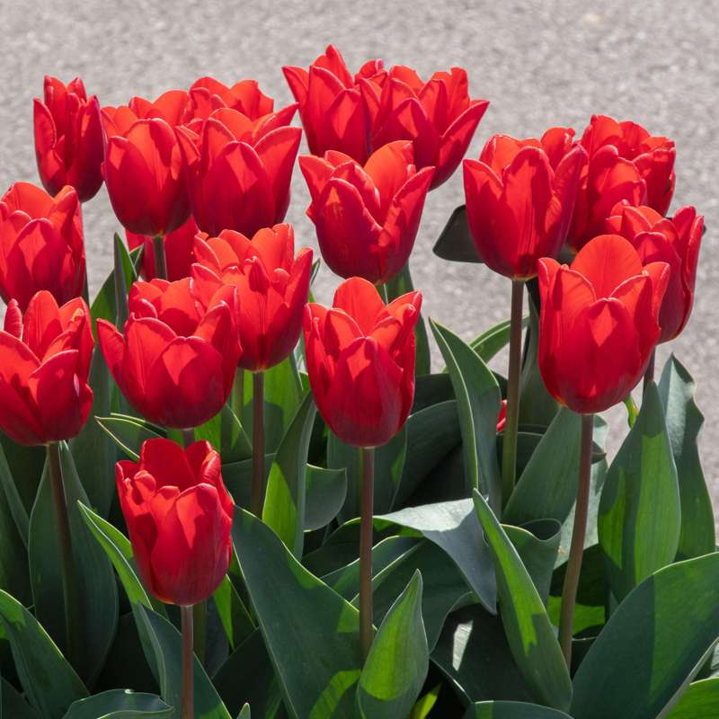 Tulipan 'Couleur Cardinal'